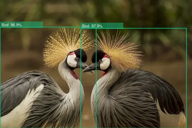 Object detection API demo showing detected birds with bounding boxes and confidence scores
